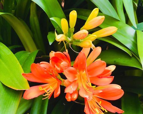 君子兰的花语是什么？如何正确解读君子兰的花语含义？