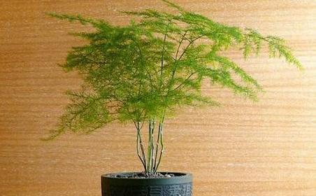 龙年养什么植物旺财？有哪些风水植物推荐？