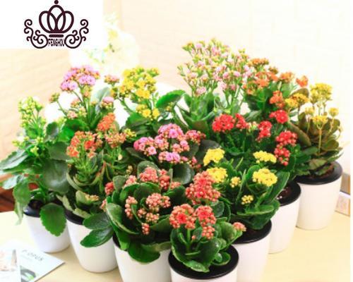 观赏植物室内装饰的意义是什么？如何选择合适的植物进行装饰？
