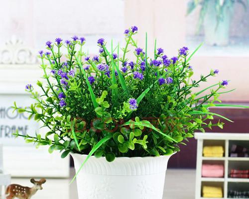 观赏植物室内装饰的意义是什么？如何选择合适的植物进行装饰？