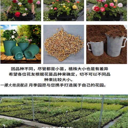 龙沙宝石几月份扦插最好？扦插成功的关键因素是什么？