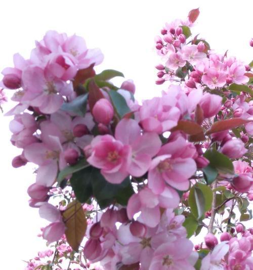 观叶海棠花语是什么？如何正确理解观叶海棠的花语含义？