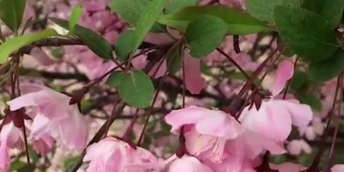 观叶海棠花语是什么？如何正确理解观叶海棠的花语含义？