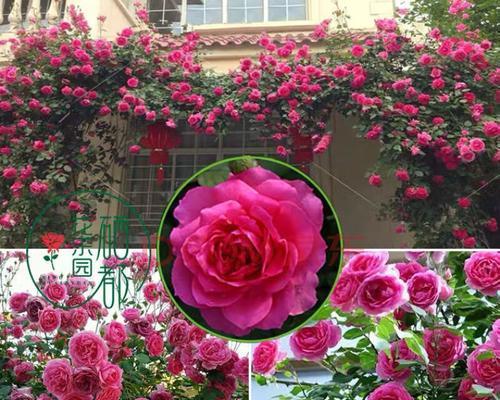 龙沙宝石一年开几次花？如何确保花开不断？