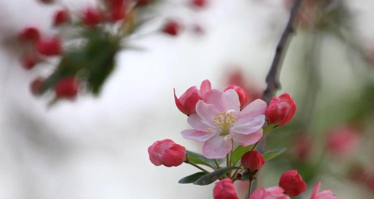 观叶海棠花语是什么意思？如何正确解读观叶海棠的花语含义？