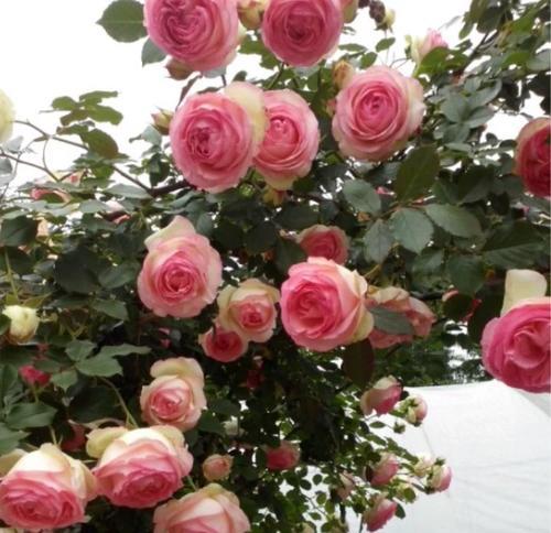 龙沙宝石月季什么时候开花？花期持续多久？