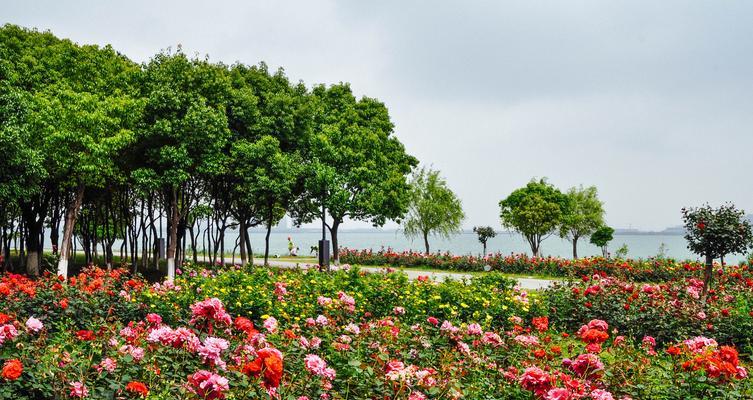 灌木月季是什么意思？灌木月季的特点和种植方法有哪些？