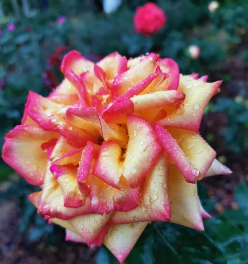 灌木月季是什么意思？灌木月季的特点和种植方法有哪些？