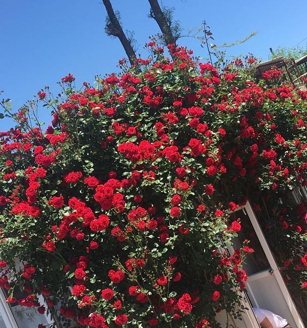 灌木月季是什么意思？灌木月季的特点和种植方法有哪些？