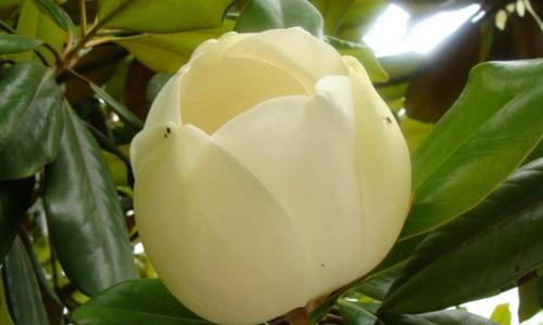 广玉兰花象征着什么？广玉兰花的含义有哪些常见问题？