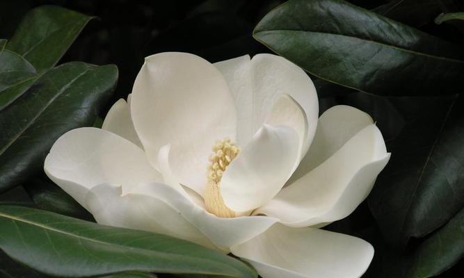 广玉兰花象征着什么？广玉兰花的含义有哪些常见问题？