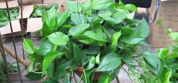 龟背竹浇花语录？如何正确给龟背竹浇水？