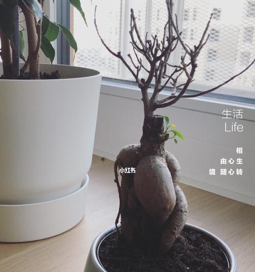 龟背竹浇花语录？如何正确给龟背竹浇水？