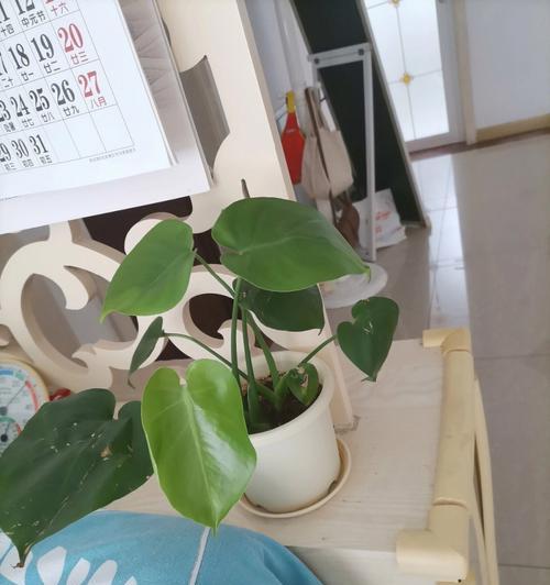 龟背竹浇花语录？如何正确给龟背竹浇水？