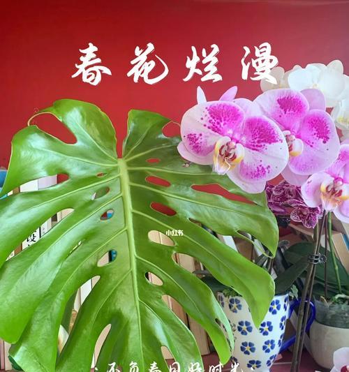 龟背竹的寓意是什么？如何养护才能茁壮成长？