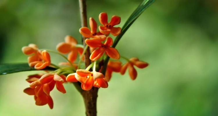 桂花的花语不包括什么？如何正确理解桂花的象征意义？