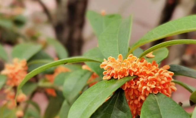 桂花的花语不包括什么？如何正确理解桂花的象征意义？