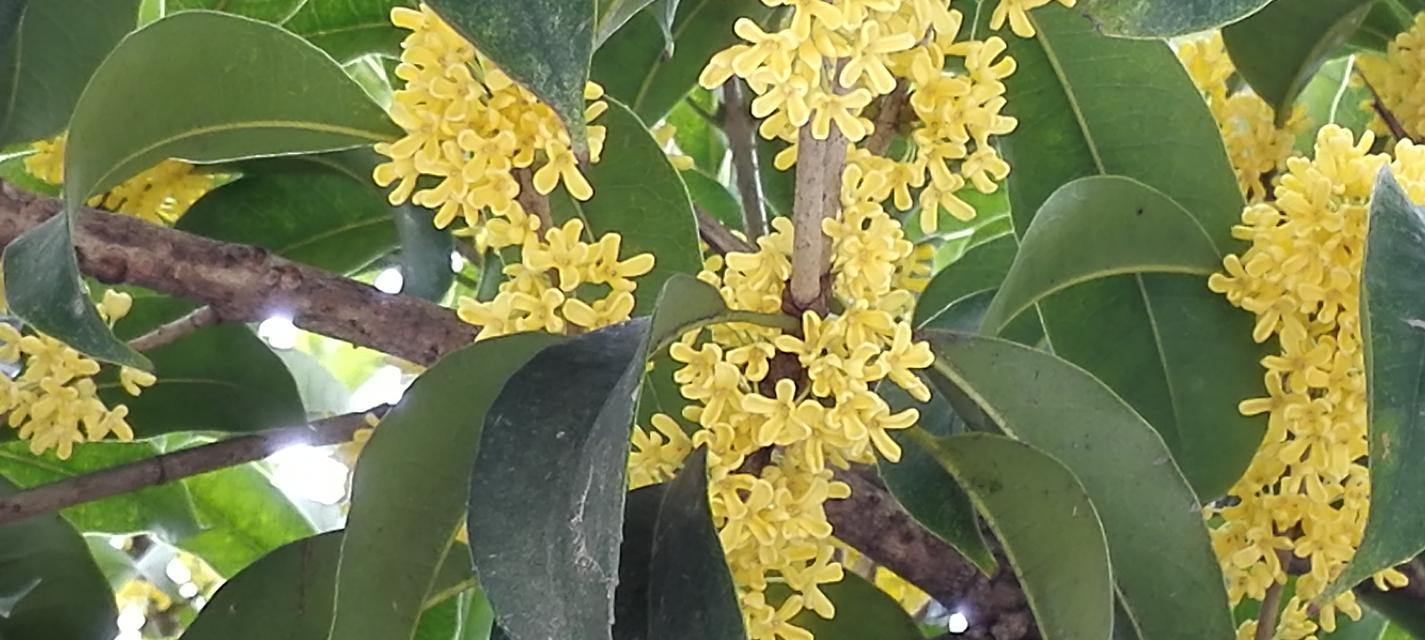 桂花的花语是什么？桂花的含义有哪些常见问题？