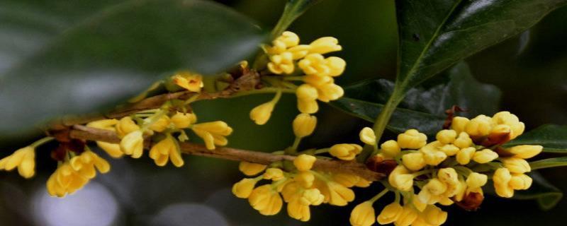桂花的花语代表什么？桂花象征着哪些美好寓意？