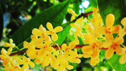 桂花花语是什么？如何用桂花表达爱意？