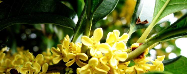 桂花开花寓意是什么？如何理解桂花的象征意义？