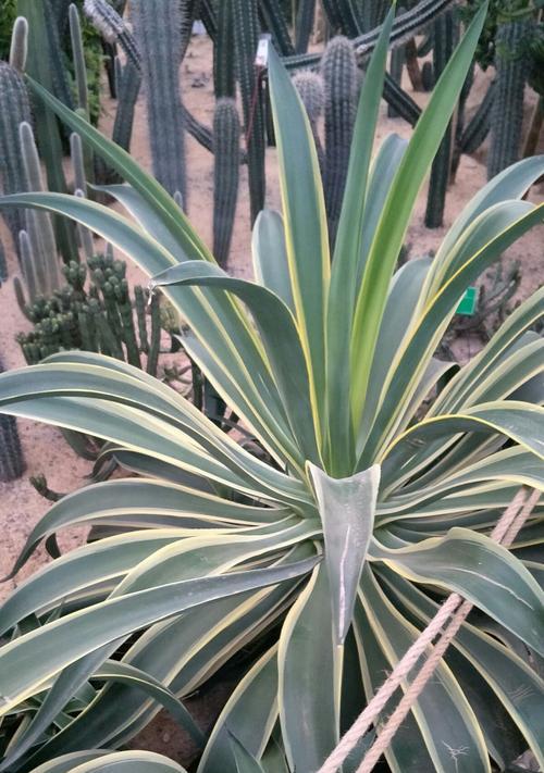 龙舌兰会开花吗？开的花是什么样子的？