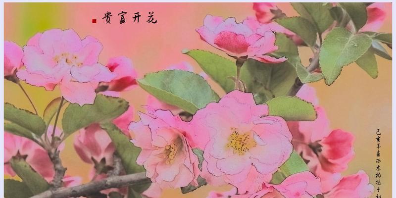 海棠花的花语是什么？如何正确解读海棠花的含义？
