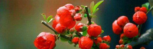 海棠花的官方花语是什么？如何正确解读海棠花的含义？