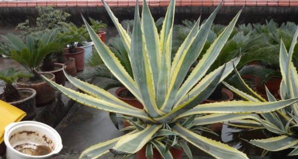 龙舌兰配土方法是什么？种植土壤如何选择？
