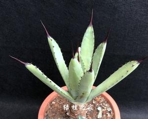龙舌兰属于多肉植物吗？它们的分类和特点是什么？