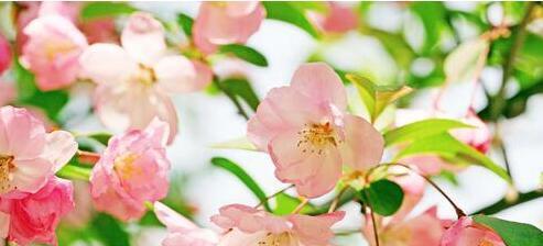 海棠花语是什么？如何解读海棠花的象征意义？