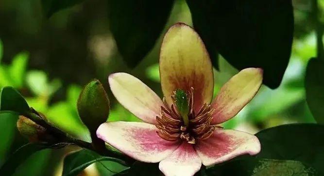 含笑花语是什么？了解含笑花的象征意义和文化内涵？