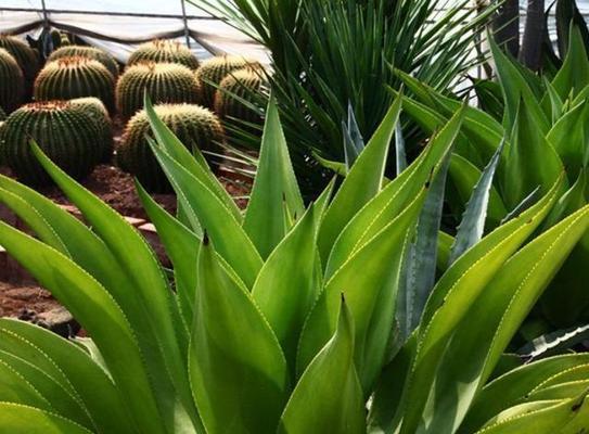 龙舌兰种植用深盆还是浅盆好？哪种更适合生长？