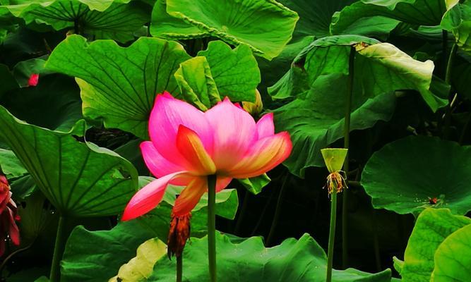 荷花的花语是什么意思？荷花象征着什么？