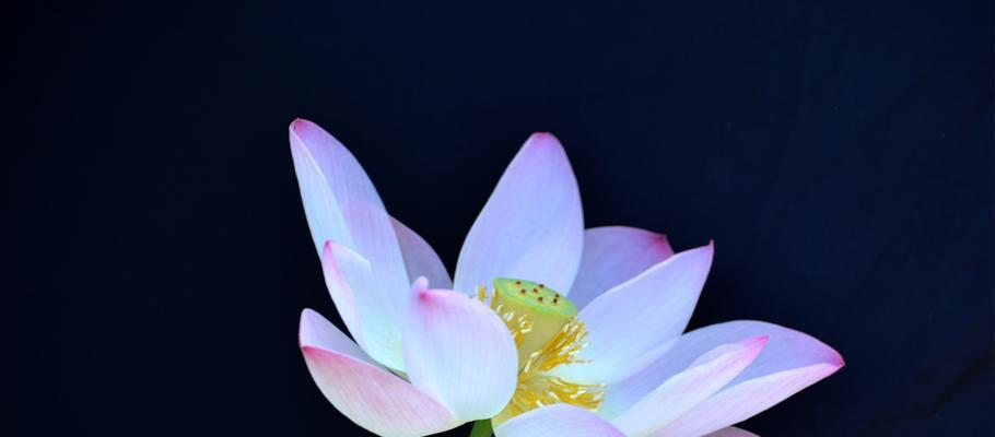 荷花的花语是什么？荷花代表的含义有哪些？