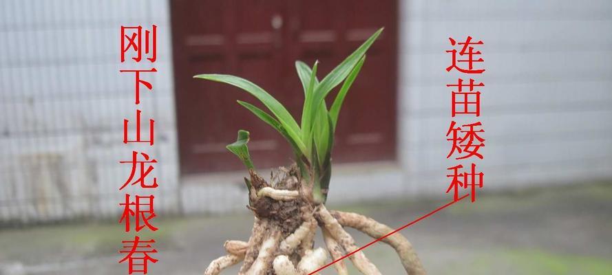 龙舌兰修根的最佳时机是什么时候？修根后如何护理？