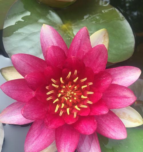 荷花的花语代表什么？荷花的象征意义有哪些？