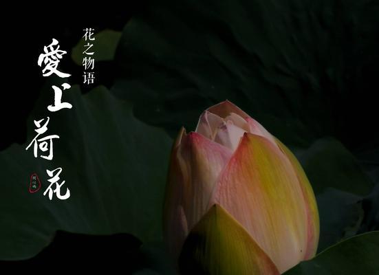 荷花的花语代表什么？荷花的象征意义有哪些？