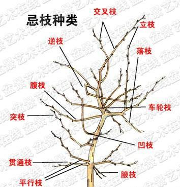 龙舌兰修剪方法有哪些？如何正确修剪龙舌兰？