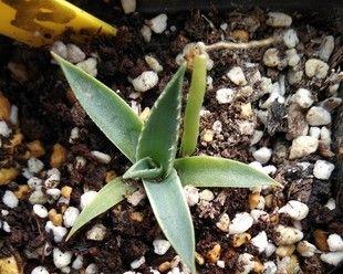 龙舌兰种子播种方法是什么？如何确保种子发芽率高？