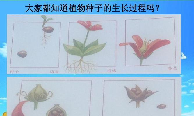 龙舌兰种子播种方法是什么？如何确保种子发芽率高？