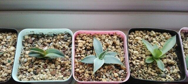 龙舌兰种子播种方法是什么？如何确保种子发芽率高？