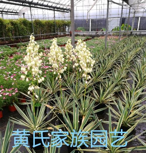 龙蛇掌开花预示着什么？龙蛇掌开花常见问题解答？