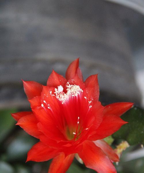 荷花灵剑的花语是什么？如何正确解读荷花灵剑的花语含义？