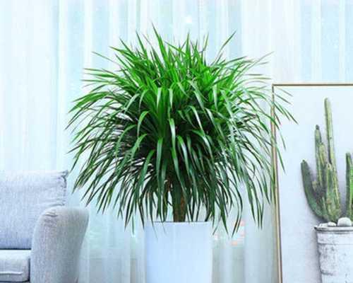 龙铁多久浇一次水？如何正确养护龙铁植物？