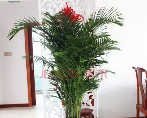 龙铁适合放客厅吗？放在客厅哪个位置最合适？