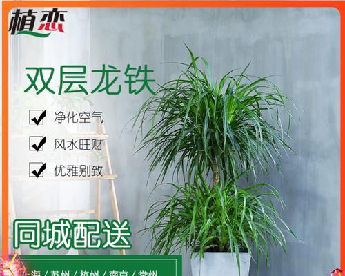 龙铁适合放客厅吗？放在客厅哪个位置最合适？