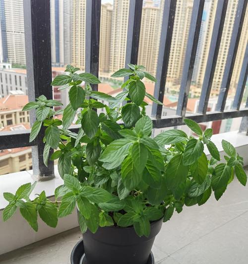 龙头竹的风水寓意是什么？如何正确摆放以招财进宝？