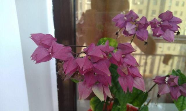 龙吐珠不开花是什么原因？如何解决？