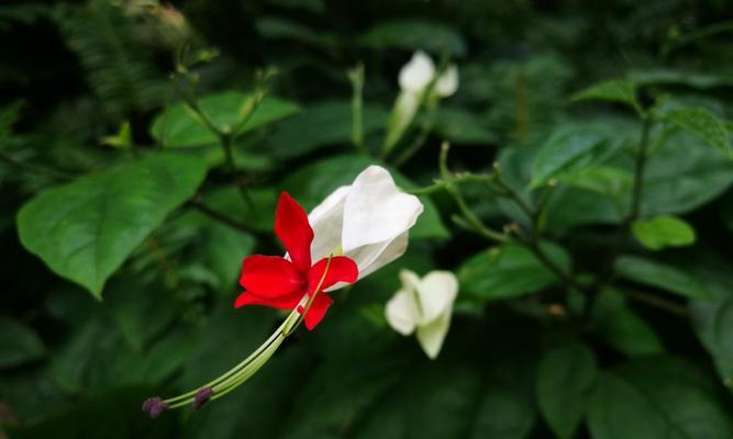 龙吐珠掉叶子怎么办？如何正确处理和预防？